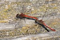 Sympetrum sanguineum