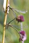 Chalcolestes viridis