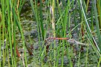 Sympetrum striolatum