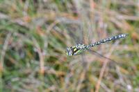 Aeshna cyanea