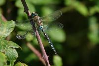 Aeshna mixta