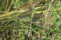 Aeshna cyanea
