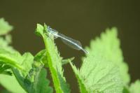 Platycnemis pennipes