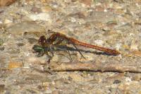 Sympetrum striolatum