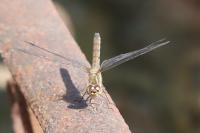 Sympetrum striolatum