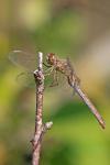 Sympetrum meridionale