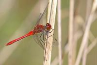 Sympetrum sanguineum