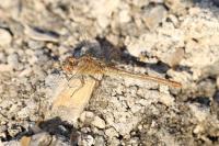 Sympetrum meridionale