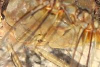 Sympetrum meridionale