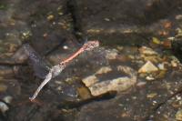 Sympetrum striolatum