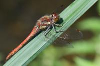 Sympetrum striolatum