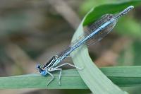 Platycnemis pennipes