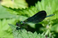 Calopteryx virgo