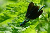 Calopteryx virgo