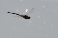 Aeshna mixta