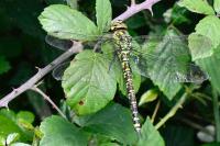 Aeshna cyanea