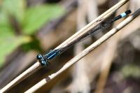 Ischnura elegans