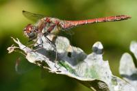 Sympetrum striolatum