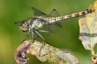 Sympetrum striolatum