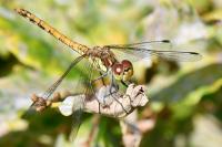 Sympetrum striolatum