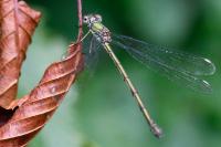 Chalcolestes viridis