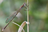Sympecma fusca