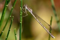Sympecma fusca