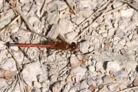 Sympetrum meridionale