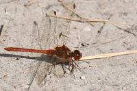Sympetrum meridionale