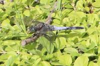 Orthetrum cancellatum