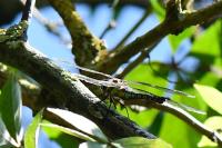 Aeshna mixta