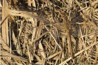 Sympetrum striolatum