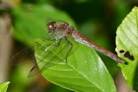 Sympetrum striolatum