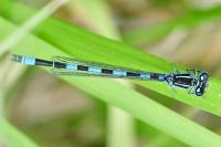 Coenagrion mercuriale
