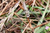 Orthetrum brunneum