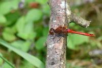 Sympetrum sanguineum