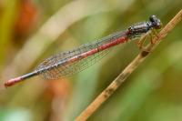 Pyrrhosoma nymphula