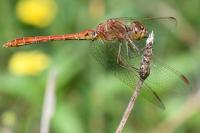 Sympetrum meridionale