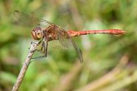 Sympetrum meridionale