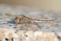 Sympetrum striolatum