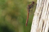 Sympetrum striolatum
