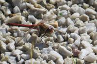 Sympetrum striolatum