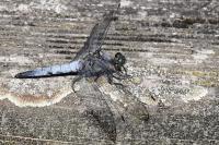 Orthetrum cancellatum