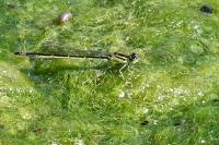Enallagma cyathigerum