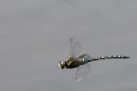 Aeshna mixta