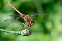 Sympetrum meridionale