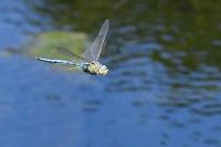 Anax imperator