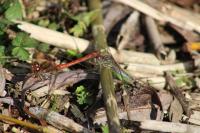 Sympetrum striolatum
