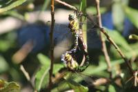 Aeshna cyanea