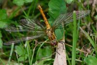 Sympetrum sanguineum